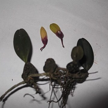 Bulbophyllum fischeri unspecified picture