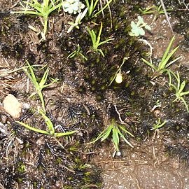 Utricularia scandens unspecified picture