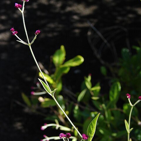 Alternanthera porrigens unspecified picture