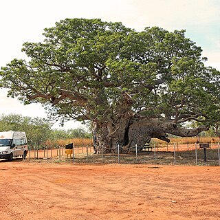 Adansonia gregorii unspecified picture