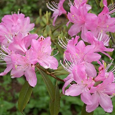 Rhododendron davidsonianum unspecified picture