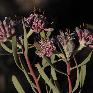 Vexatorella obtusata subsp. albomontana unspecified picture