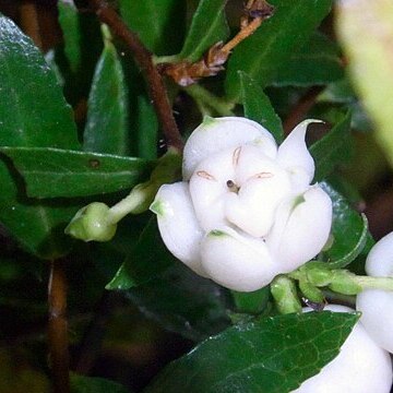 Gaultheria depressa unspecified picture