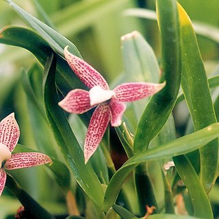 Prosthechea garciana unspecified picture