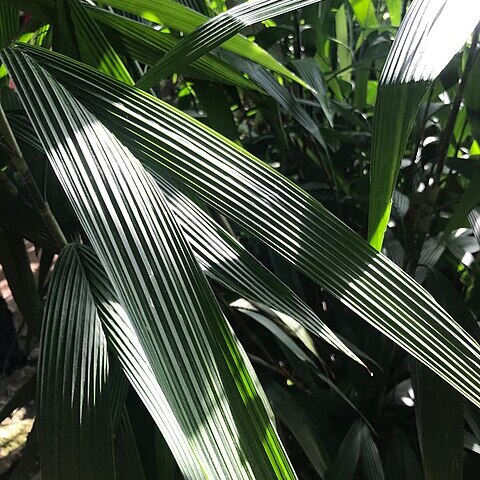 Chamaedorea fragrans unspecified picture