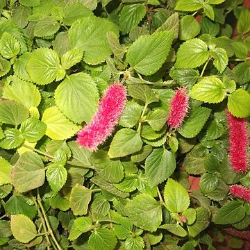 Acalypha pendula unspecified picture