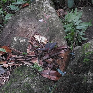 Anoectochilus elatus unspecified picture