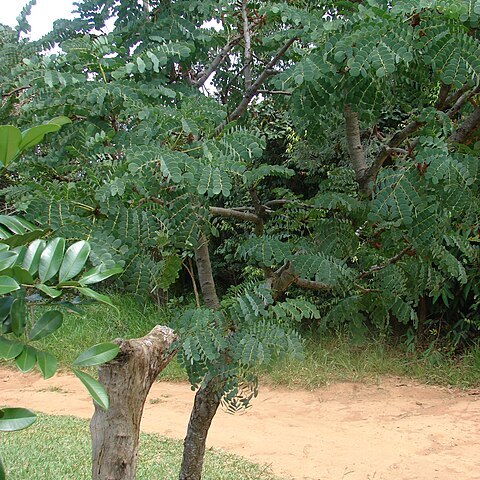 Stryphnodendron unspecified picture