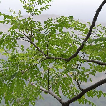 Moringa concanensis unspecified picture