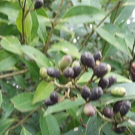 Ligustrum gamblei unspecified picture