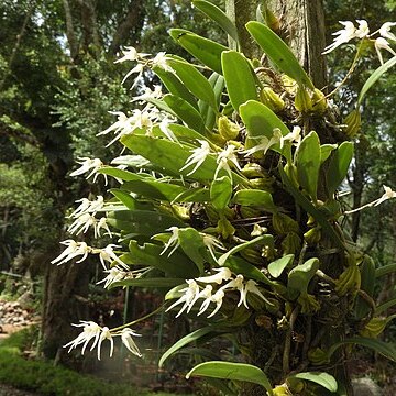 Bulbophyllum acutiflorum unspecified picture