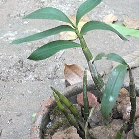 Dendrobium bicameratum unspecified picture