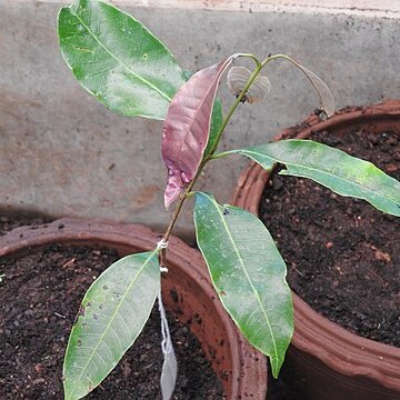 Nothopegia castaneifolia unspecified picture