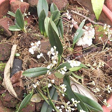 Sirhookera latifolia unspecified picture