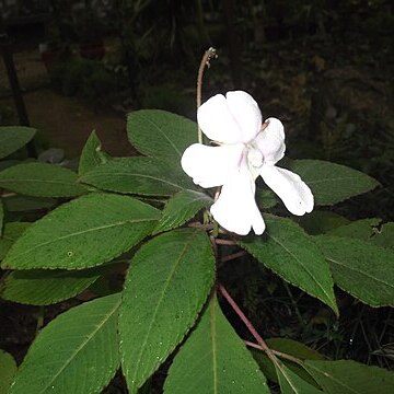 Impatiens campanulata unspecified picture