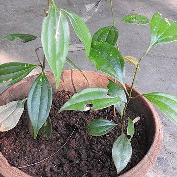 Cinnamomum sulphuratum unspecified picture