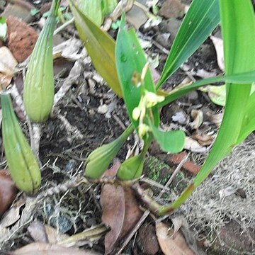 Coelogyne prolifera unspecified picture