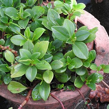 Peperomia abyssinica unspecified picture