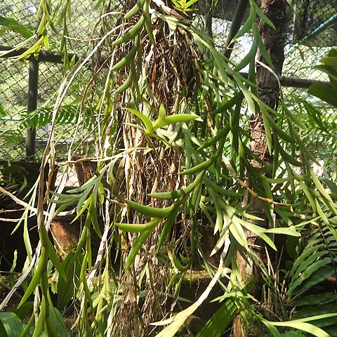 Dendrobium shompenii unspecified picture