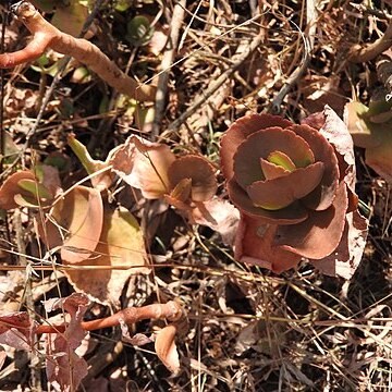 Kalanchoe olivacea unspecified picture