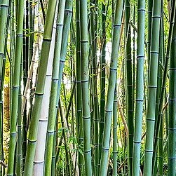 Phyllostachys viridiglaucescens unspecified picture