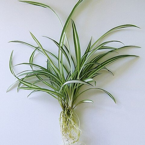 Chlorophytum unspecified picture