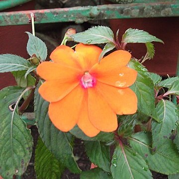 Impatiens platypetala unspecified picture