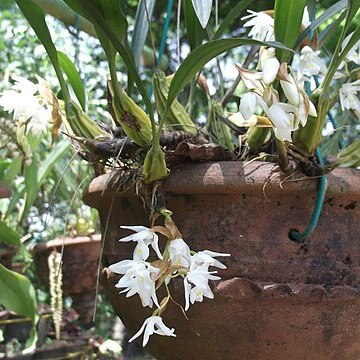 Coelogyne breviscapa unspecified picture