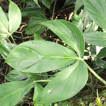 Philodendron tripartitum unspecified picture