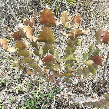 Euphorbia tortilis unspecified picture