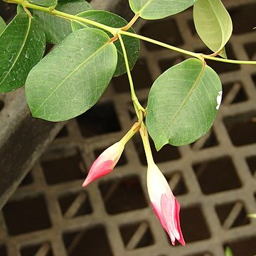 Mandevilla splendens unspecified picture