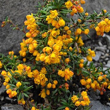 Berberis soulieana unspecified picture