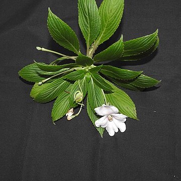 Impatiens henslowiana unspecified picture