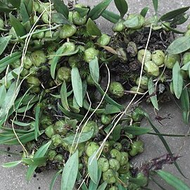 Bulbophyllum tremulum unspecified picture