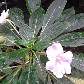 Impatiens henslowiana unspecified picture