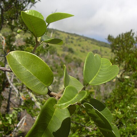 Melicope adscendens unspecified picture