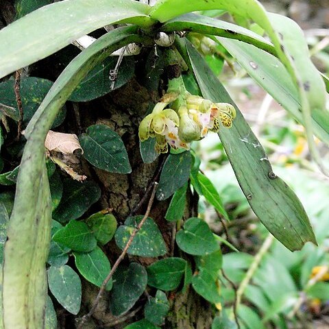 Gastrochilus acaulis unspecified picture