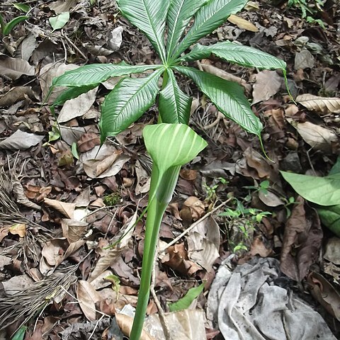 Arisaema leschenaultii unspecified picture