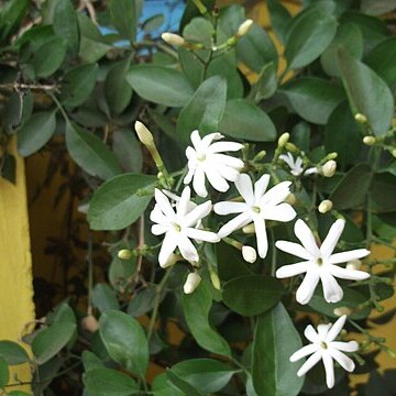 Jasminum cuspidatum unspecified picture