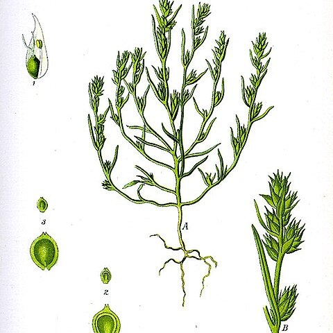 Corispermum unspecified picture