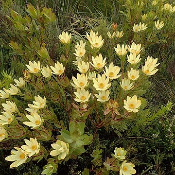 Leucadendron gandogeri unspecified picture