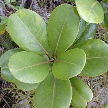 Melicope clusiifolia unspecified picture