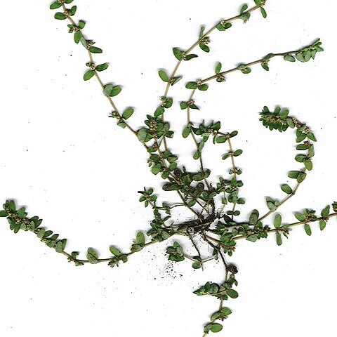 Euphorbia thymifolia unspecified picture