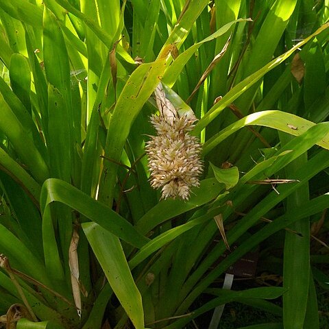 Aechmea reclinata unspecified picture