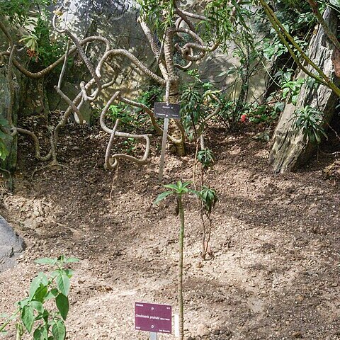 Sonchus pruinatus unspecified picture