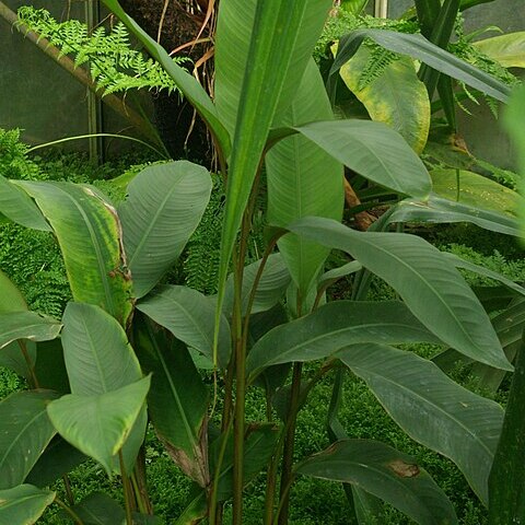 Heliconia dasyantha unspecified picture