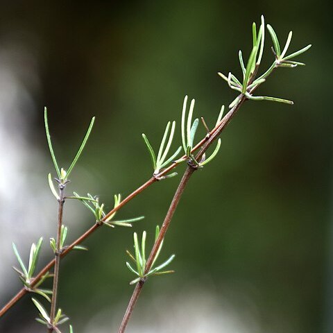 Olearia lineata unspecified picture