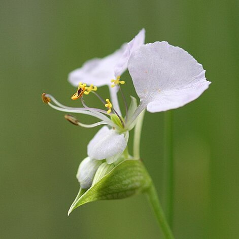 Commelina fluviatilis unspecified picture