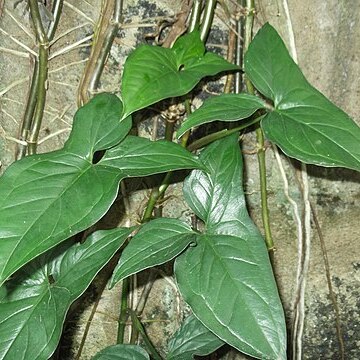 Syngonium macrophyllum unspecified picture