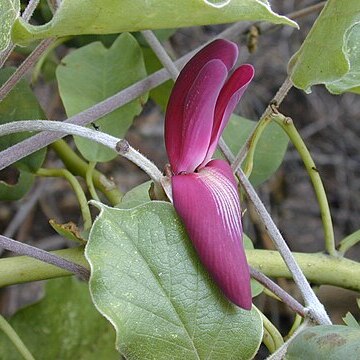 Canavalia pubescens unspecified picture